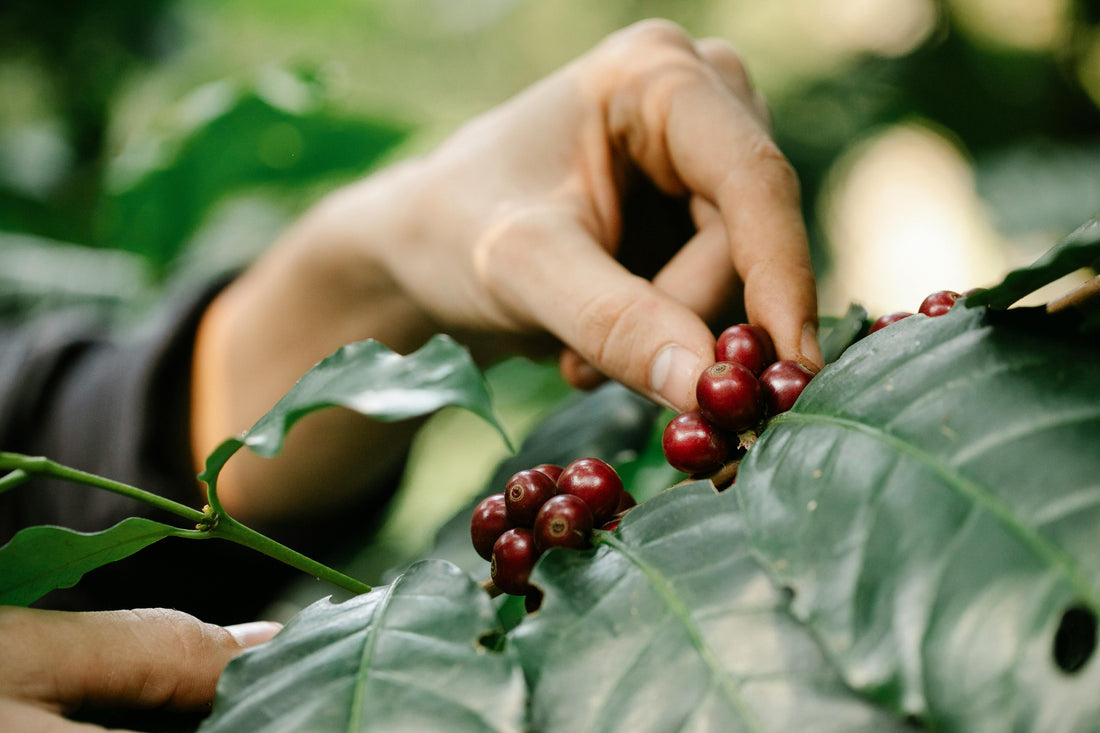 ☕ Pourquoi le Café de Thaïlande est en train de conquérir les amateurs de café haut de gamme