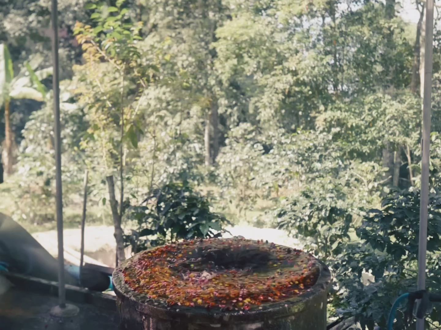 Plantation de caféiers en altitude dans les montagnes de Nan, Thaïlande