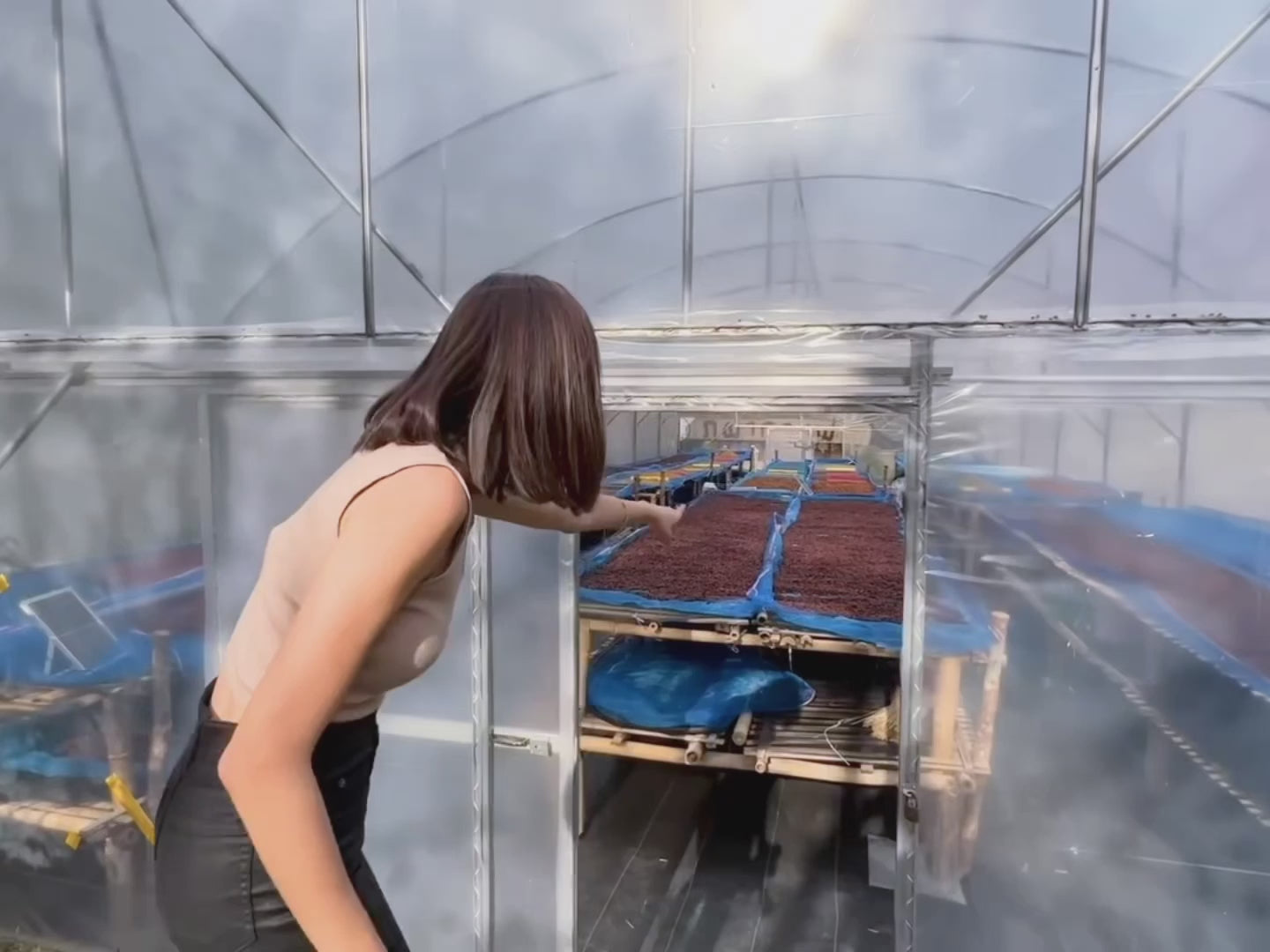 Café rare cultiver naturellement en montagnes à 1500 m d’altitude